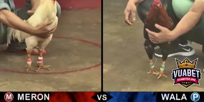 Video Đá Gà | Tận Hưởng Trọn Vẹn Đam Mê Tại Vuabet88 1 Xem video đá gà chuyên nghiệp